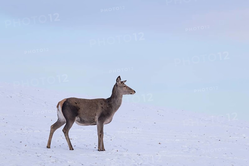 A female red deer (Cervus elaphus) stands on a snow-covered meadow on a cold day. In the background is a blue sky with some clouds