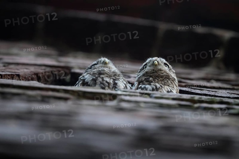 Two young little owls (Athene noctua) peering attentively out of an opening in a wall, Wiehengebirge, Lower Saxony, Germany