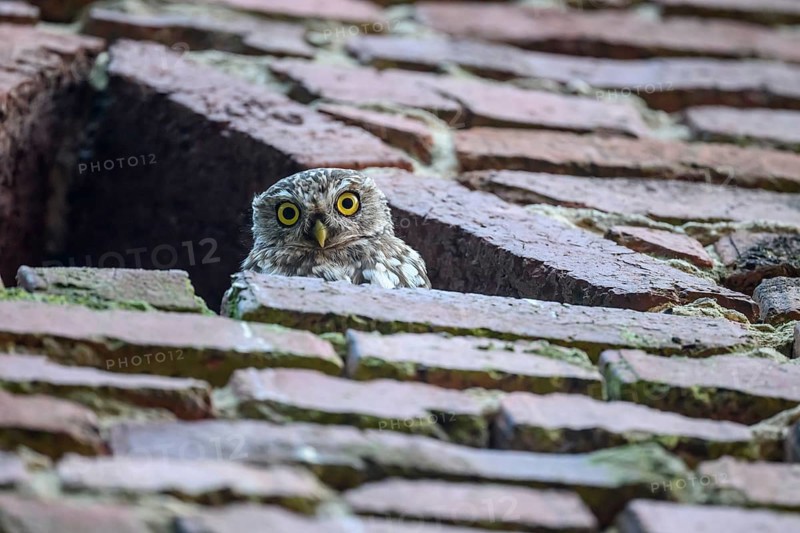 A young little owl (Athene noctua) looks attentively out of an opening in a wall, Wiehengebirge, Lower Saxony, Germany