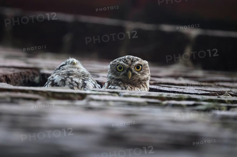 A little owl (Athene noctua) peers intently out of an opening in a wall, while another is partially hidden, Wiehengebirge, Lower Saxony, Germany