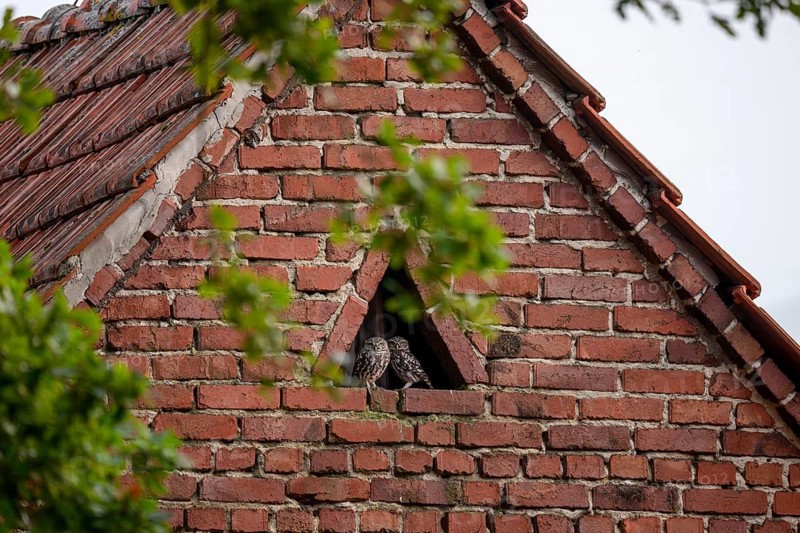 A little owl (Athene noctua) sits in the triangular window of an old brick building wall, surrounded by green foliage, Wiehengebirge, Lower Saxony, Germany