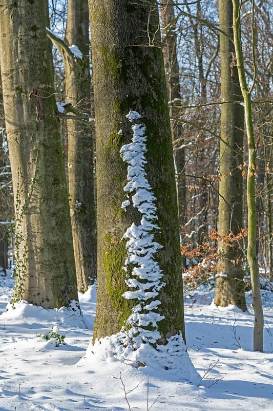 Snow, tree trunks, winter, Sieversen, Samtgemeinde Rosengarten, Lower Saxony, Germany