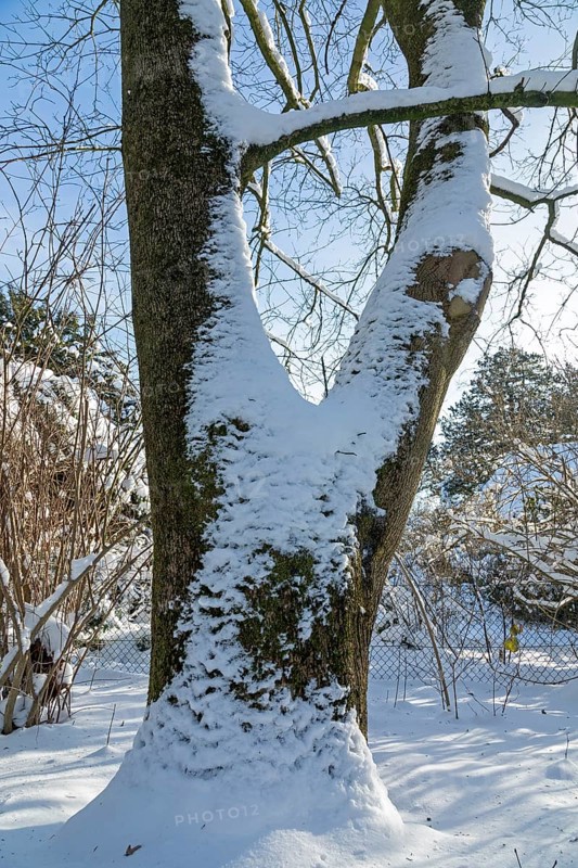Snowy tree trunk, winter, snow, Sieversen, Samtgemeinde Rosengarten, Lower Saxony, Germany