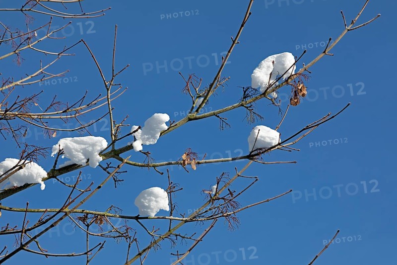 Snowy branches, winter, snow, Sieversen, Samtgemeinde Rosengarten, Lower Saxony, Germany