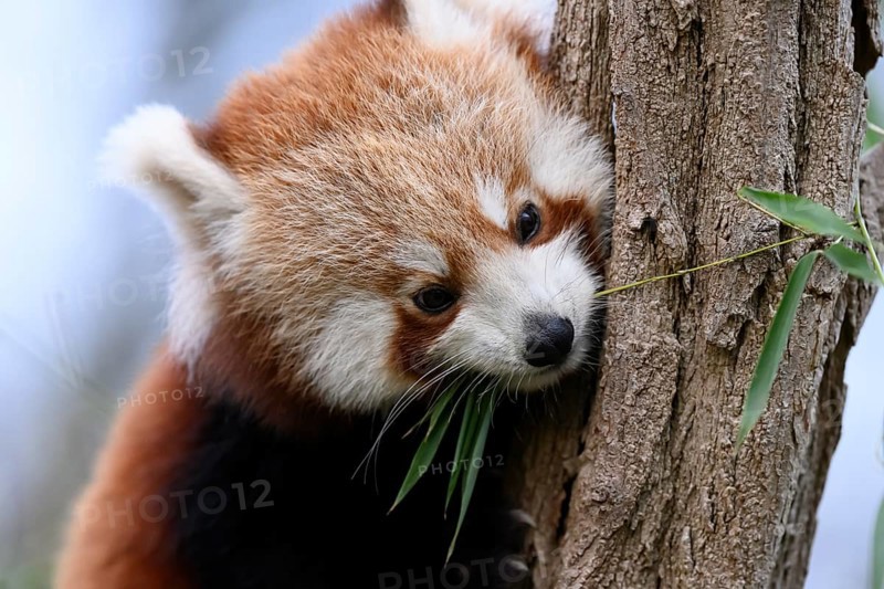 A red panda (Ailurus fulgens) looks down cutely from a tree, captive, Zoo, Karlsruhe, Baden-Württemberg, Germany