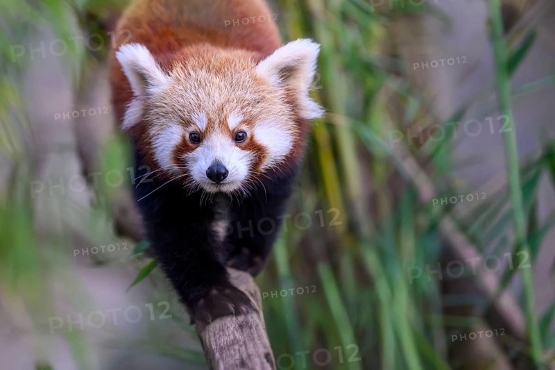 Dynamic image of a red panda (Ailurus fulgens) balancing on a wooden beam, captive, zoo, Südweststadt, Karlsruhe, Baden-Württemberg, Germany