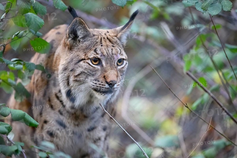 Close-up of a Eurasian lynx (Lynx lynx) sneaking through overgrown woodland, with intense eyes in natural environment, captive, Zoo, Karlsruhe, Baden-Württemberg, Germany