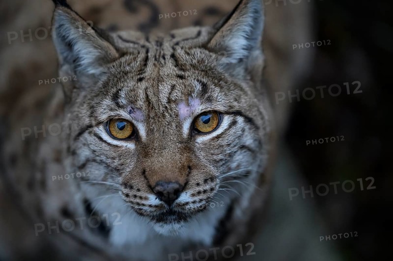Close-up of a Eurasian lynx (Lynx lynx) with intense eyes in natural environment, captive, Zoo, Karlsruhe, Baden-Württemberg, Germany