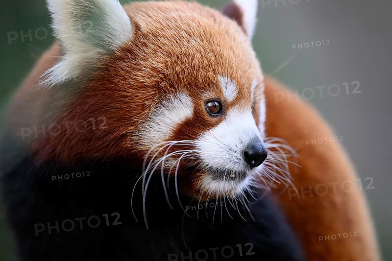 Red panda (Ailurus fulgens) in side view looks calm and thoughtful, Karlsruhe, Baden-Württemberg, Germany