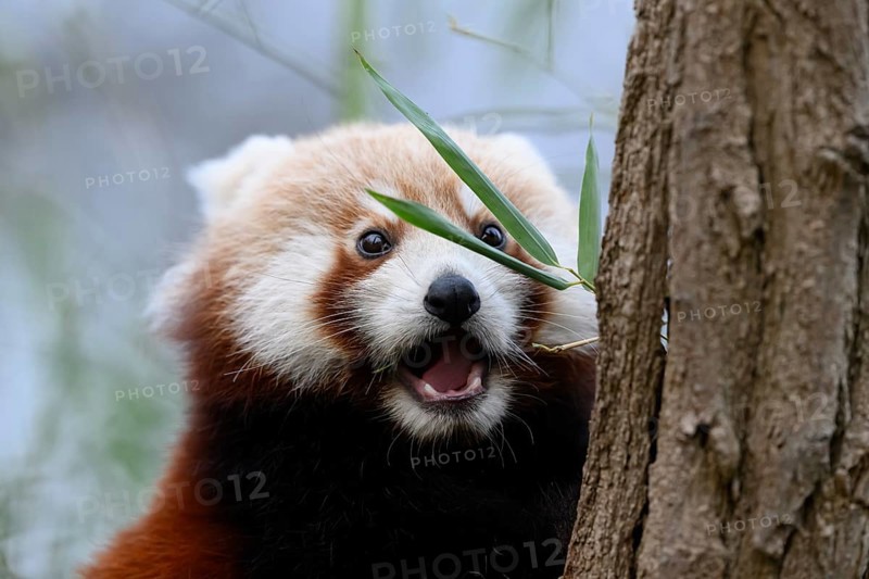 Surprised red panda (Ailurus fulgens) next to bamboo leaves on a treeAilurus fulgensSüdweststadt, Karlsruhe, Baden-Württemberg, Germany