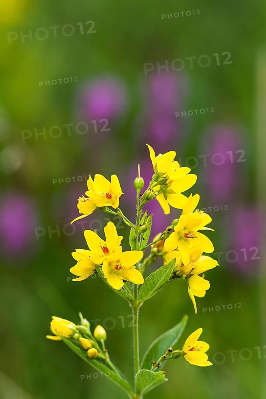 Common loosestrife (Lysimachia vulgaris), Upper Bavaria, Germany