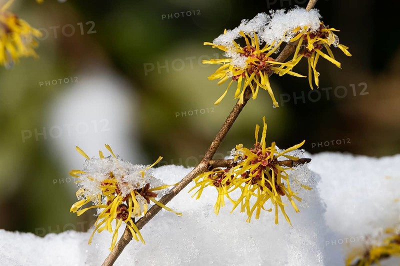 Witch hazel in the garden, flowering (Hamamelis spec.), spring, late winter, Upper Bavaria, Germany