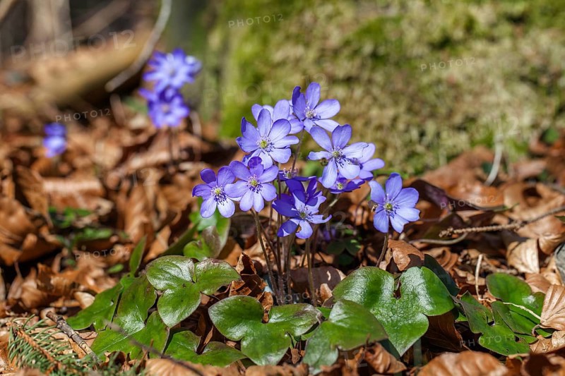 Liverwort (Hepatica nobilis), flowering, spring, Upper Bavaria, Germany