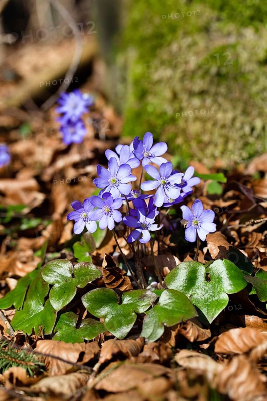 Liverwort (Hepatica nobilis), flowering, spring, Upper Bavaria, Germany