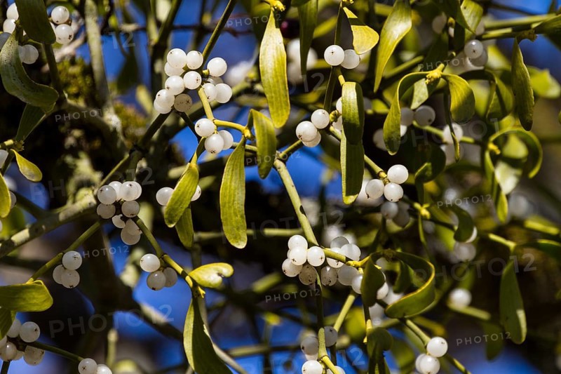 Mistletoe branches with fruits, (Viscum album), Upper Bavaria, Germany