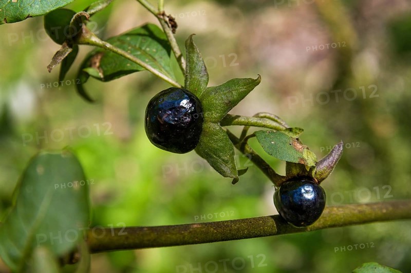 Belladonna (Atropa belladonna), fruits, Bavaria, Germany