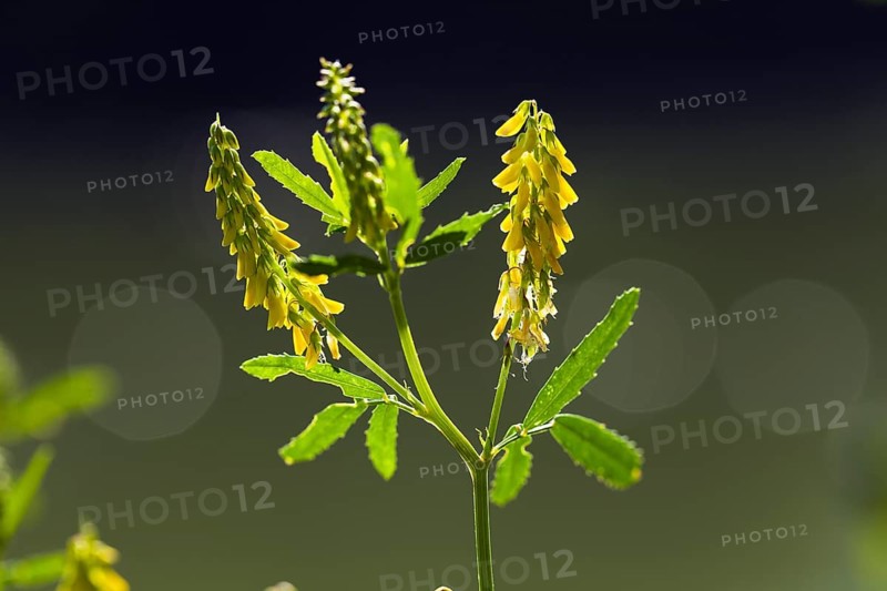Melilot (Melilotus officinalis), flowers, Upper Bavaria, Germany