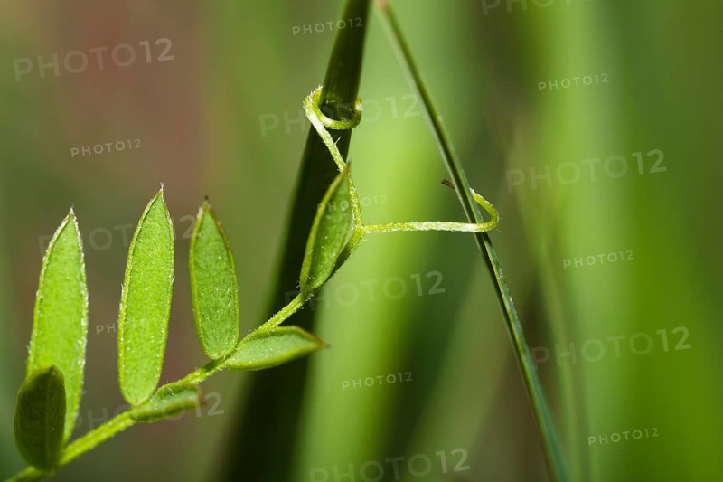 Vetch (Vicia spec.), leaf, tendril, Upper Bavaria, Germany