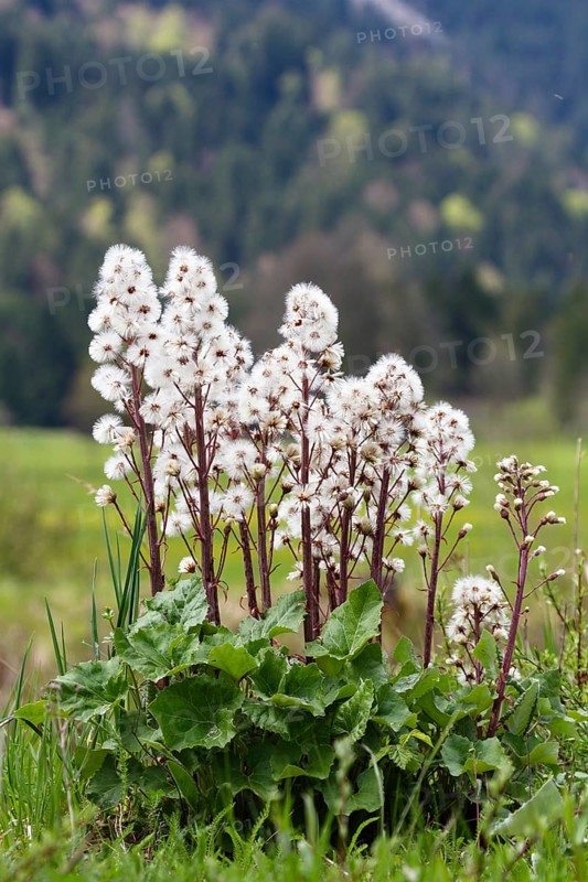 Red butterbur (Petasites hybridus), seed head, fruiting, Upper Bavaria, Germany, Europe / Common butterbur (Petasites hybridus), fruiting, Upper Bavaria, Europe