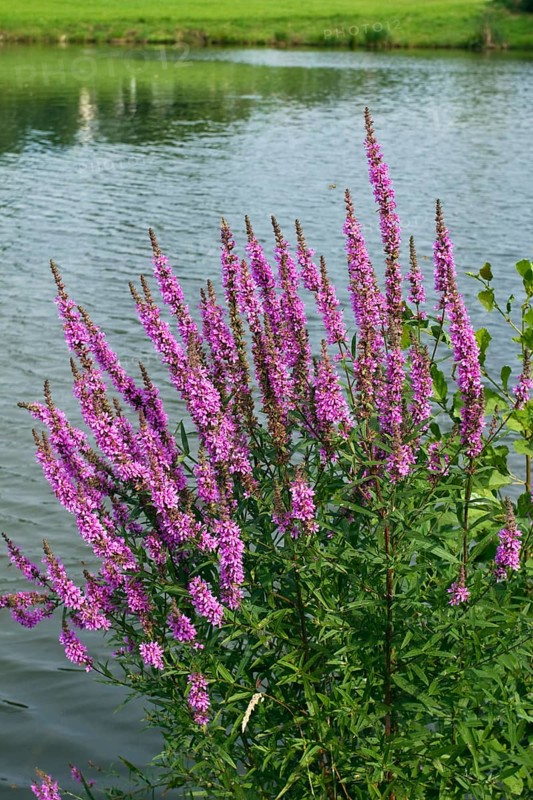 Purple loosestrife (Lythrum salicaria), by the water, Upper Bavaria, Germany