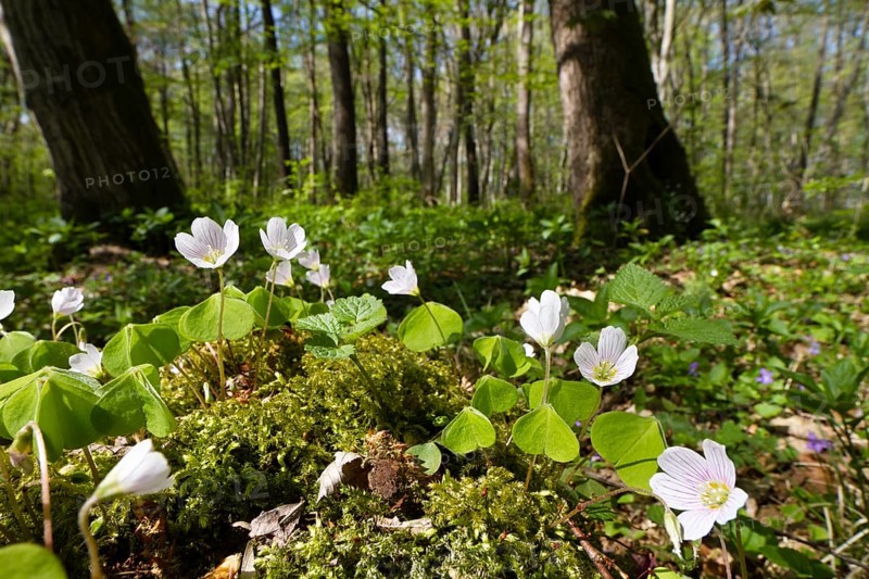 Wood sorrel (Oxalis acetosella), in deciduous forest, spring, Upper Bavaria, Germany