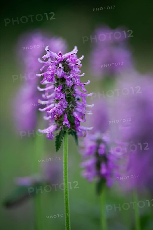Healing willow (Stachys officinalis), inflorescence, close-up, Upper Bavaria, Germany