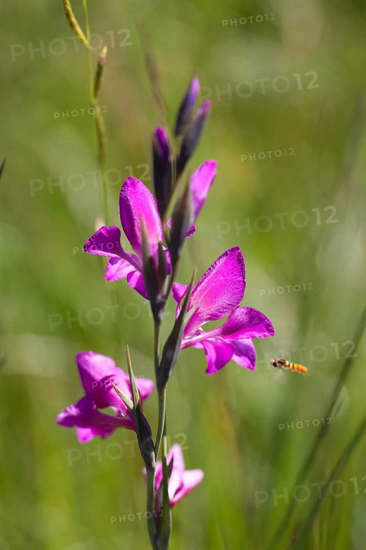 Swamp gladiolus (Gladiolus palustris), Upper Bavaria, Germany