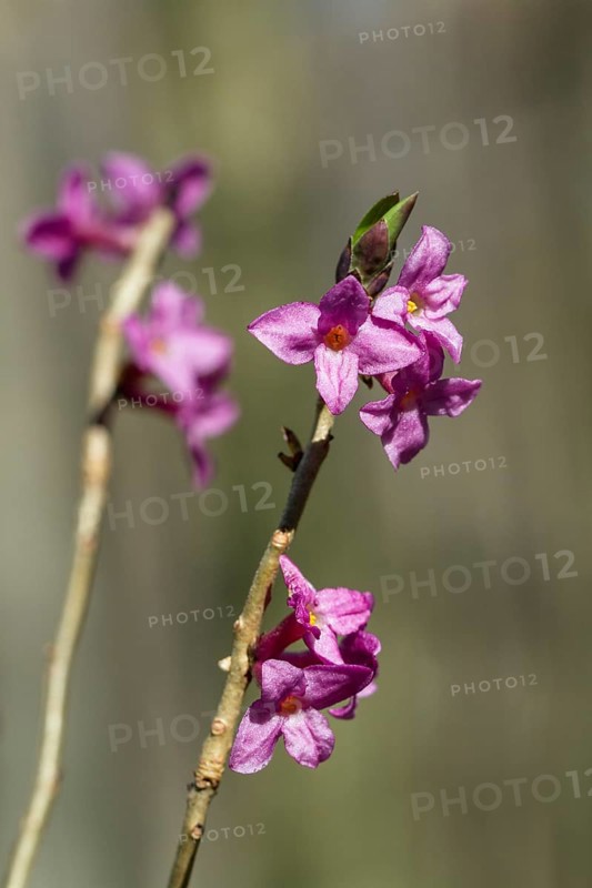Daphne (Daphne mezereum), blossoms, spring, close-up, Upper Bavaria, Germany
