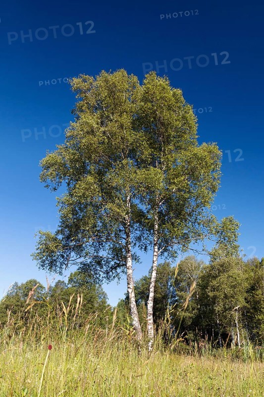 Bog birch (Betula pubescens), Tree of the Year 2023, Upper Bavaria, Germany