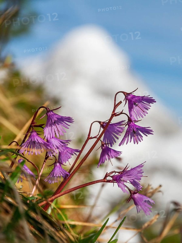 Soldanella alpina, Soldanelle, Wetterstein Mountains, Alps, Upper Bavaria, Germany, Europe, portrait format