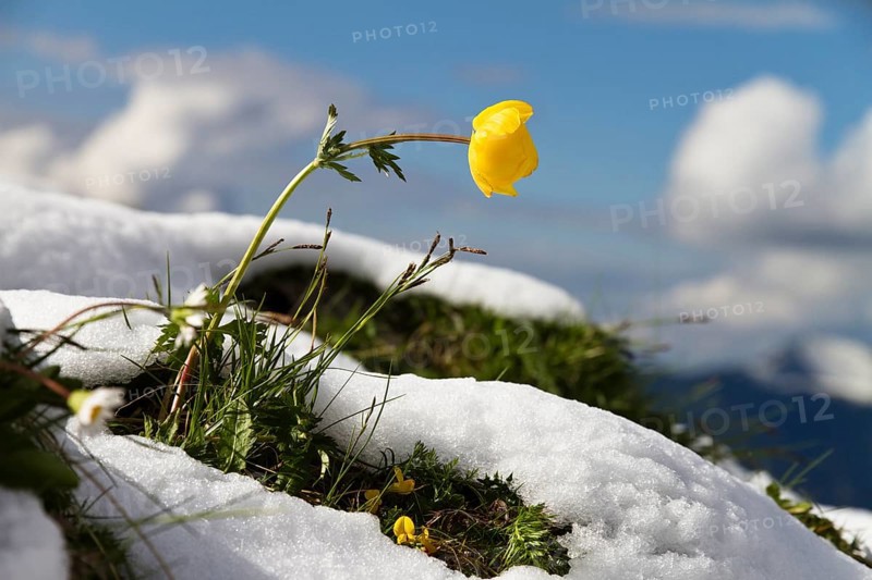 Trollflower in the snow (Trollius europaeus), spring, Bavarian Alps, Germany