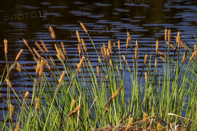 Carex elata (Carex elata), Moorsee, Upper Bavaria, Germany