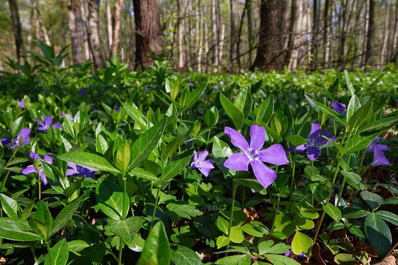 Lesser periwinkle (Vinca minor), in deciduous forest, spring, Upper Bavaria, Germany
