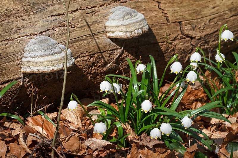 Tinder fungus (Fomes fomentarius), and spring snowflake (Leucojum vernum), deciduous forest, Upper Bavaria, Germany