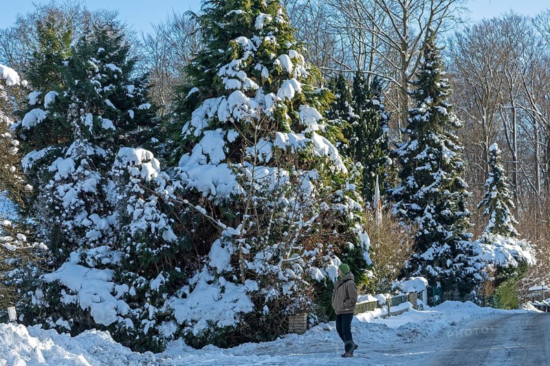 Snowy conifers, walker, winter, snow, Sieversen, Samtgemeinde Rosengarten, Lower Saxony, Germany