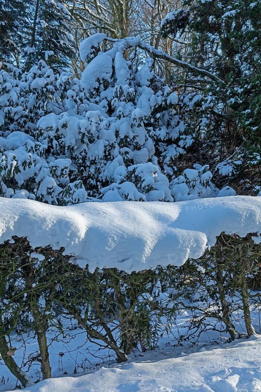 Snowy trees, hedge, winter, snow, Sieversen, Samtgemeinde Rosengarten, Lower Saxony, Germany