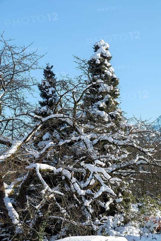 Snowy trees, winter, snow, Sieversen, Samtgemeinde Rosengarten, Lower Saxony, Germany