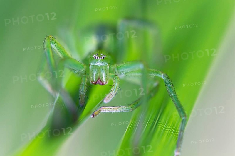 Green huntsman spider (Micrommata virescens), camouflaged in the grass, close-up, Upper Bavaria, Germany