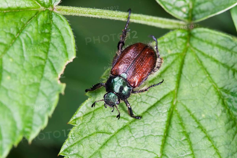 Garden chafer (Phyllopertha horticola), Upper Bavaria, Germany