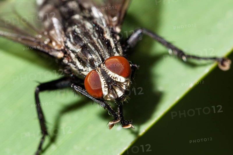 Insect, flesh fly (Sarcophaga sp.), fly eyes, compound eyes, Bavaria, Germany