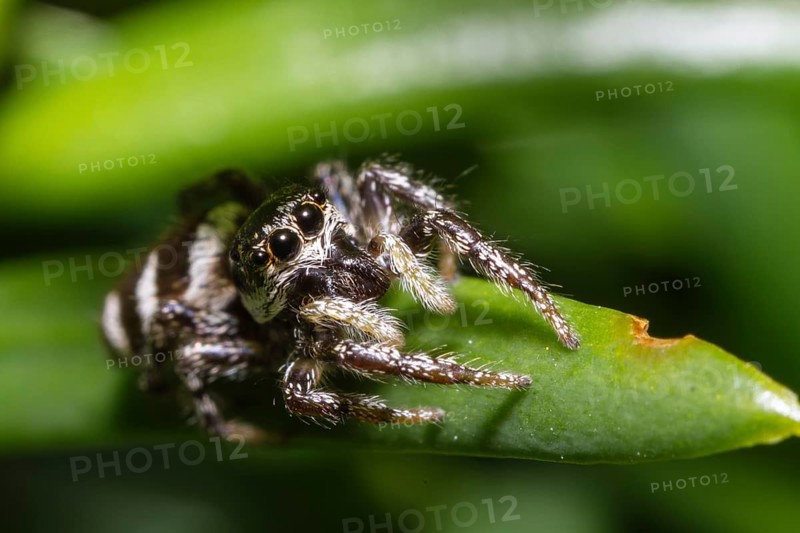 Zebra jumping spider (Salticus scenicus), Upper Bavaria, Germany