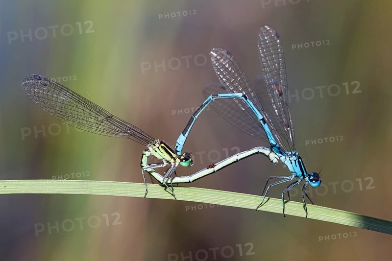 Horseshoe damselflies, mating wheel, (Coenagrion puella), Upper Bavaria, Germany