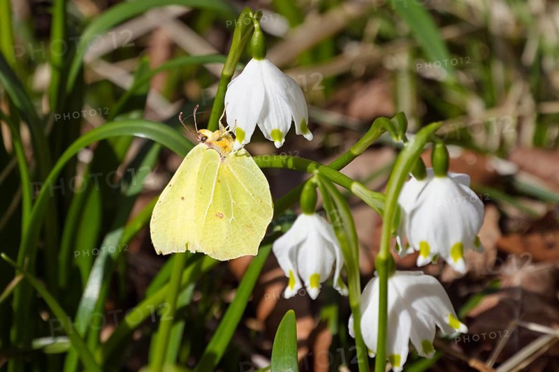 Lemon butterfly, Gonepteryx rhamni, on fairy tale cups, spring knot flowers, Leucojum vernum, spring in deciduous forest, Upper Bavaria, Germany