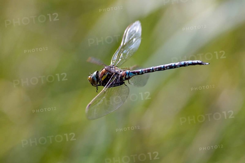 Peat mosaic dragonfly (Aeshna juncea), male in flight, Alps, Upper Bavaria, Germany