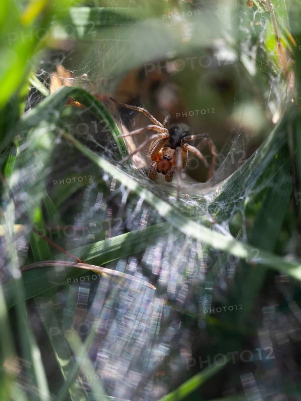 Labyrinth spider (Agelena labyrinthica), funnel-web spider, Upper Bavaria, Germany