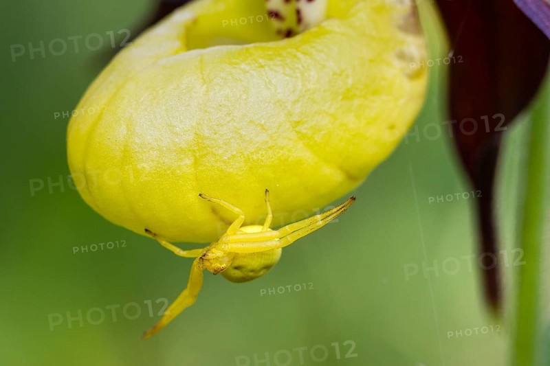 Goldenrod crab spider, (Misumena vatia), on lady's slipper (Cypripedium calceolus), Upper Bavaria, Germany