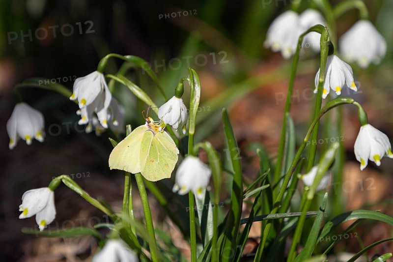 Lemon butterfly (Gonepteryx rhamni), on Maerzenbecher, spring knotweed (Leucojum vernum), spring in deciduous forest, Upper Bavaria, Germany