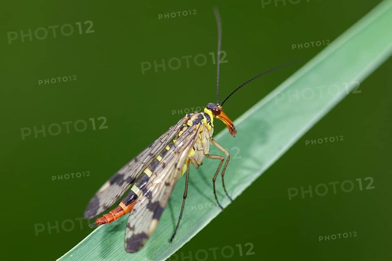 Scorpion fly (Panorpa communis), female, Upper Bavaria, Germany