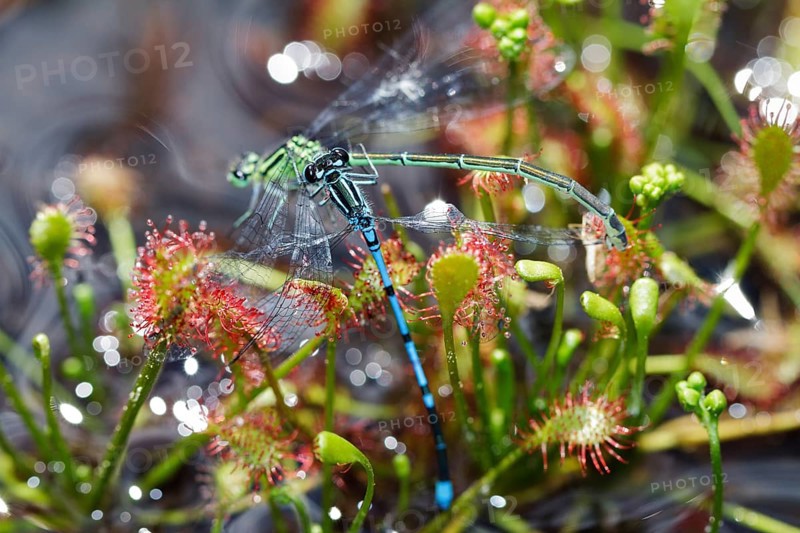 Oblong-leaved sundew with captured horseshoe azure juniper (Drosera intermedia), (Coenagrion puella), Bavaria, Germany
