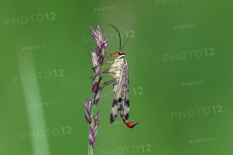 Scorpion fly (Panorpa communis), male, Upper Bavaria, Germany